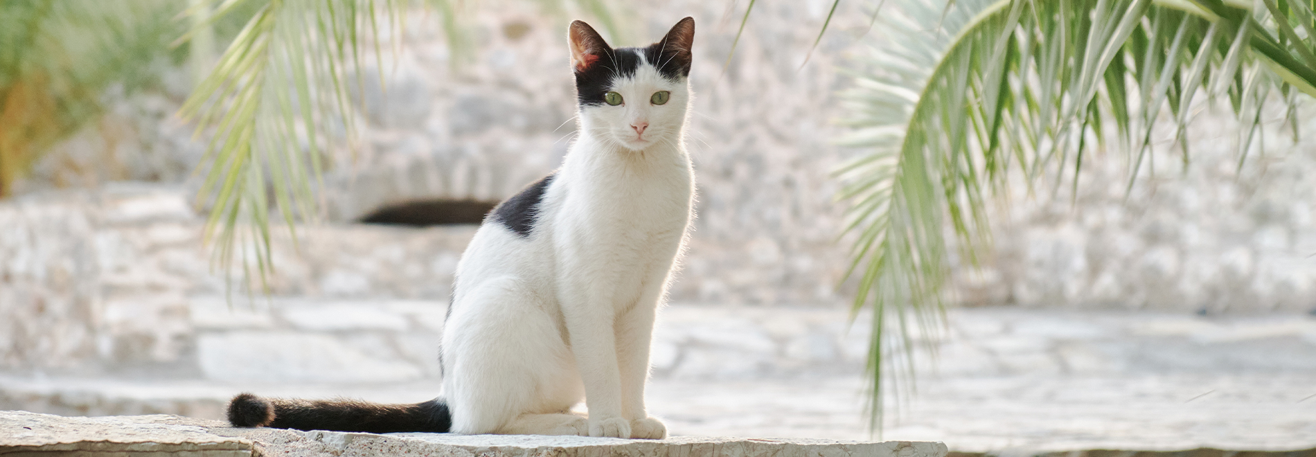 Transporttaschen & Wohlfühlplätze Transporttaschen & Wohlfühlplätze für Katzen