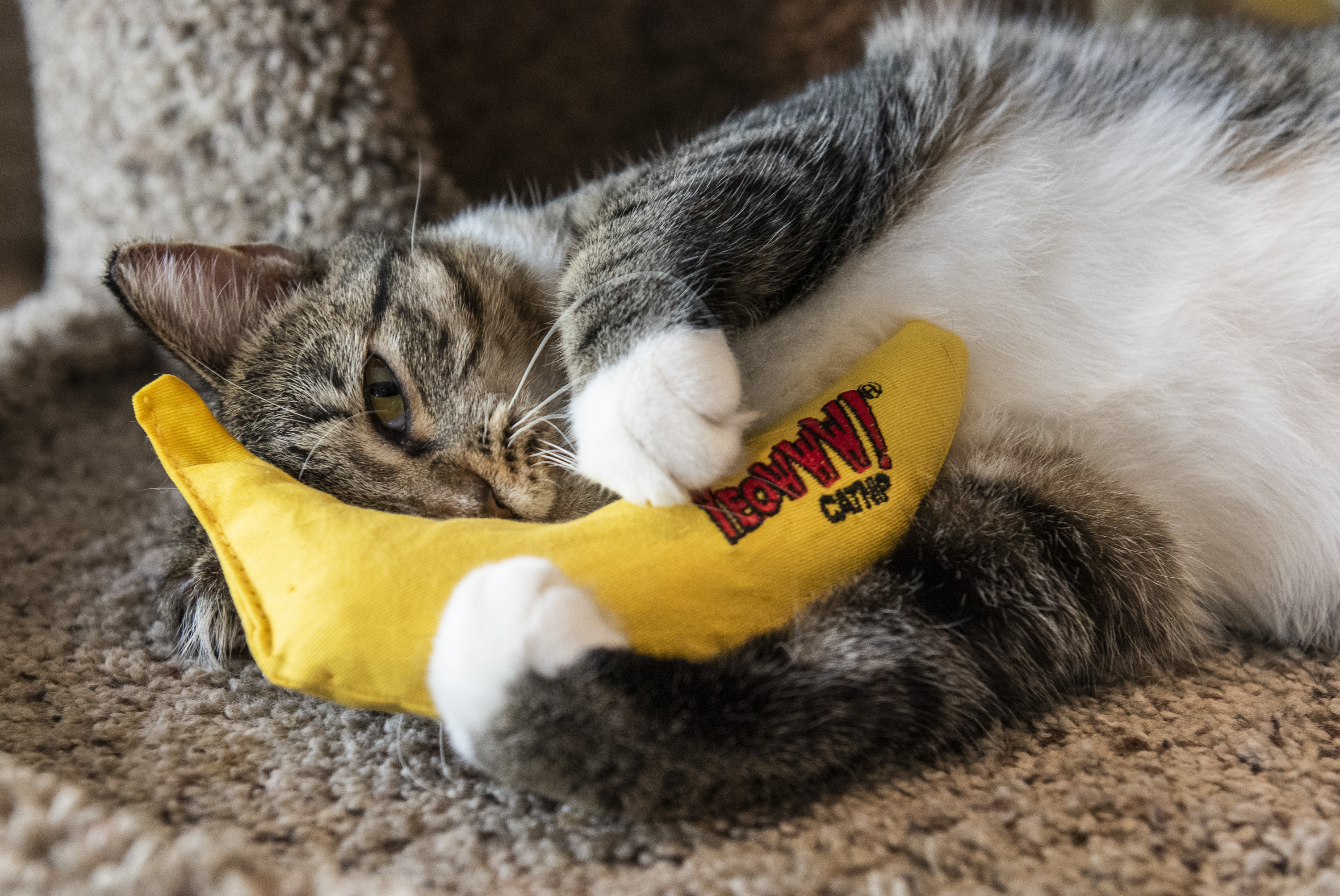 Katze spielt mit Yeoww Katzenminze Banane