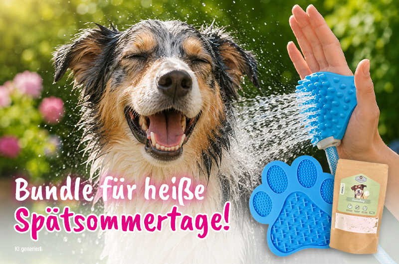 B2C-Kachel Hund-08-26-DE