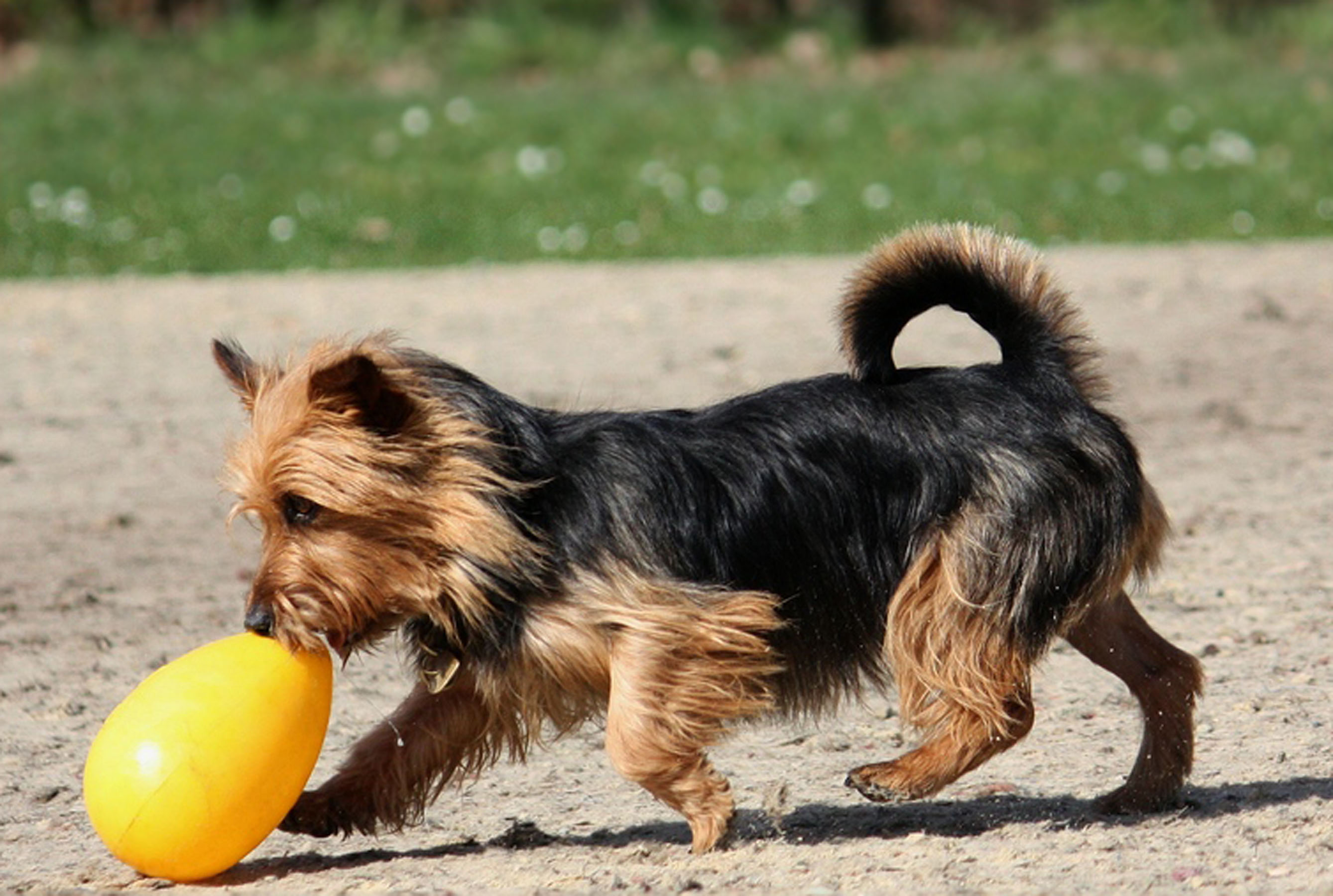 Kleiner Hund spielt mit Jolly Egg 8" gelb