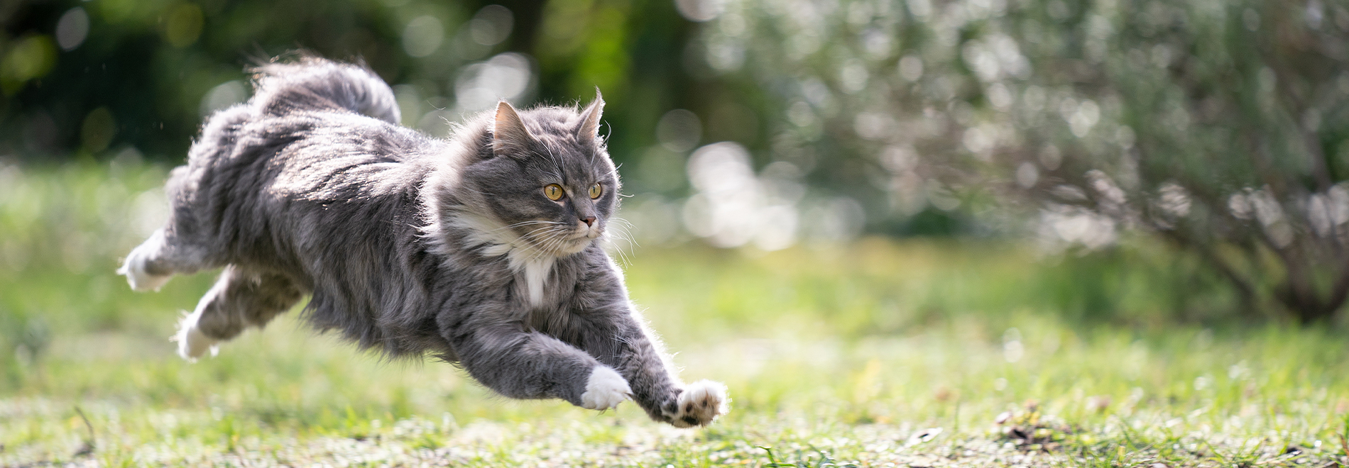 Angebote Katze Portapet Angebote für die Katze