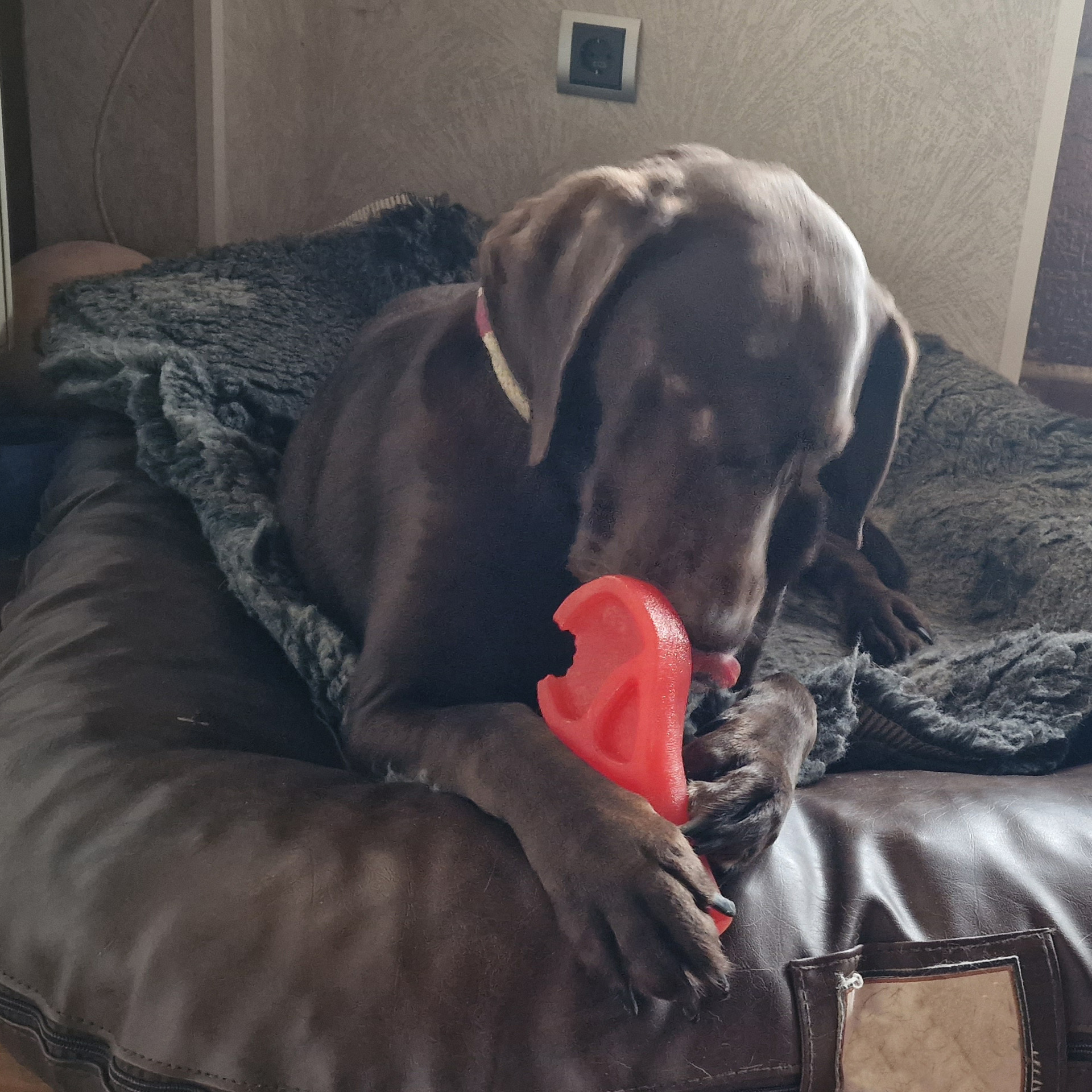 59973_dura_tug_steakonastick_4