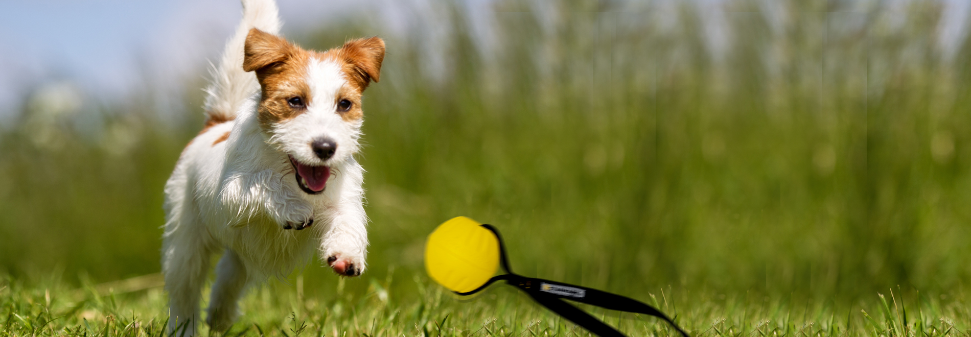 Throw & Fetch Toys Throwing toys, flinging toys, retrieving toys and wrenching toys for dogs