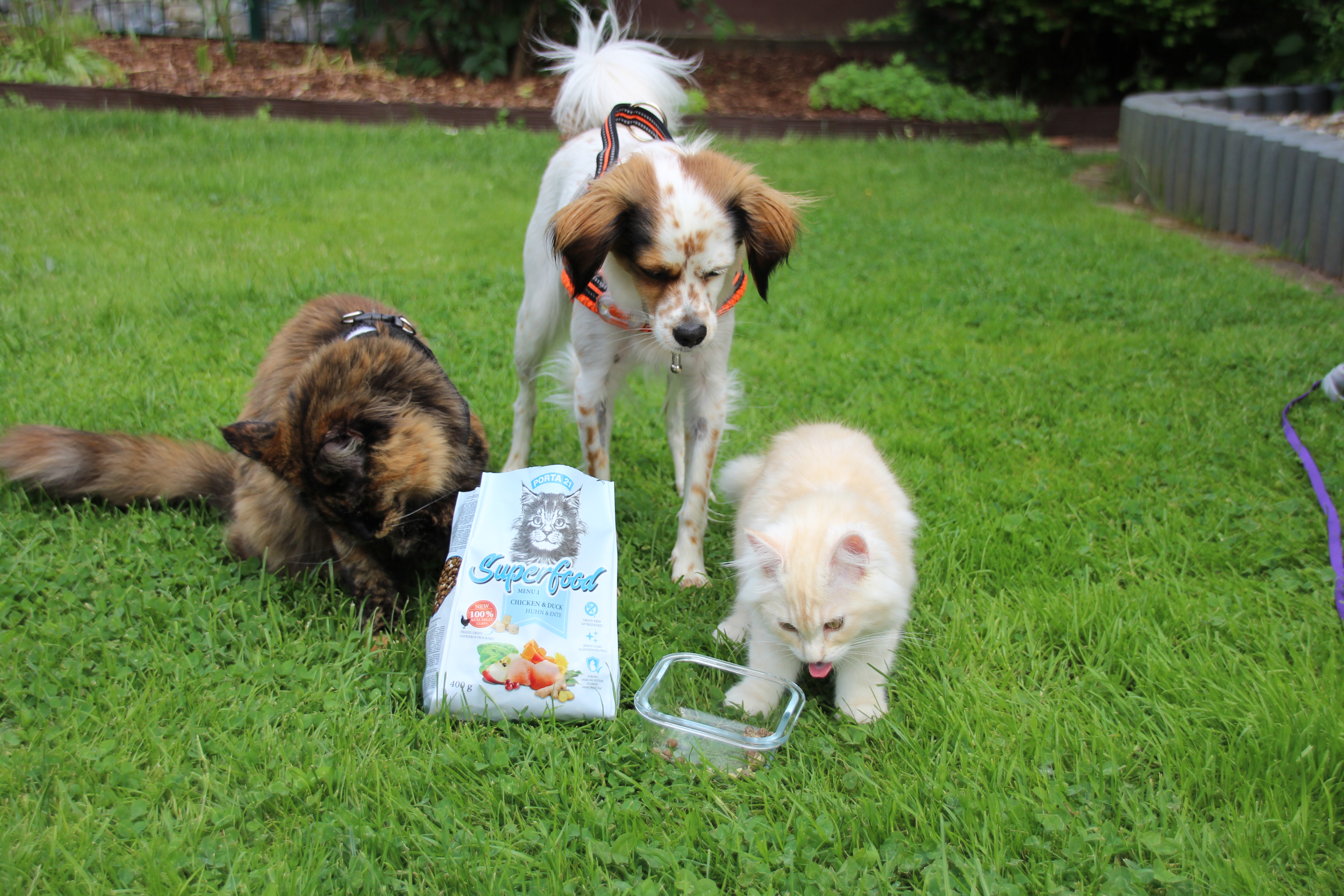 Hund und zwei Katzen fressen Superfood