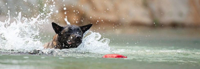 Hund mit einem Wurfspielzeug im Wasser
