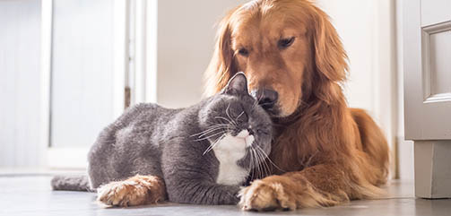 Heimtierbedarf für Hund und Katze